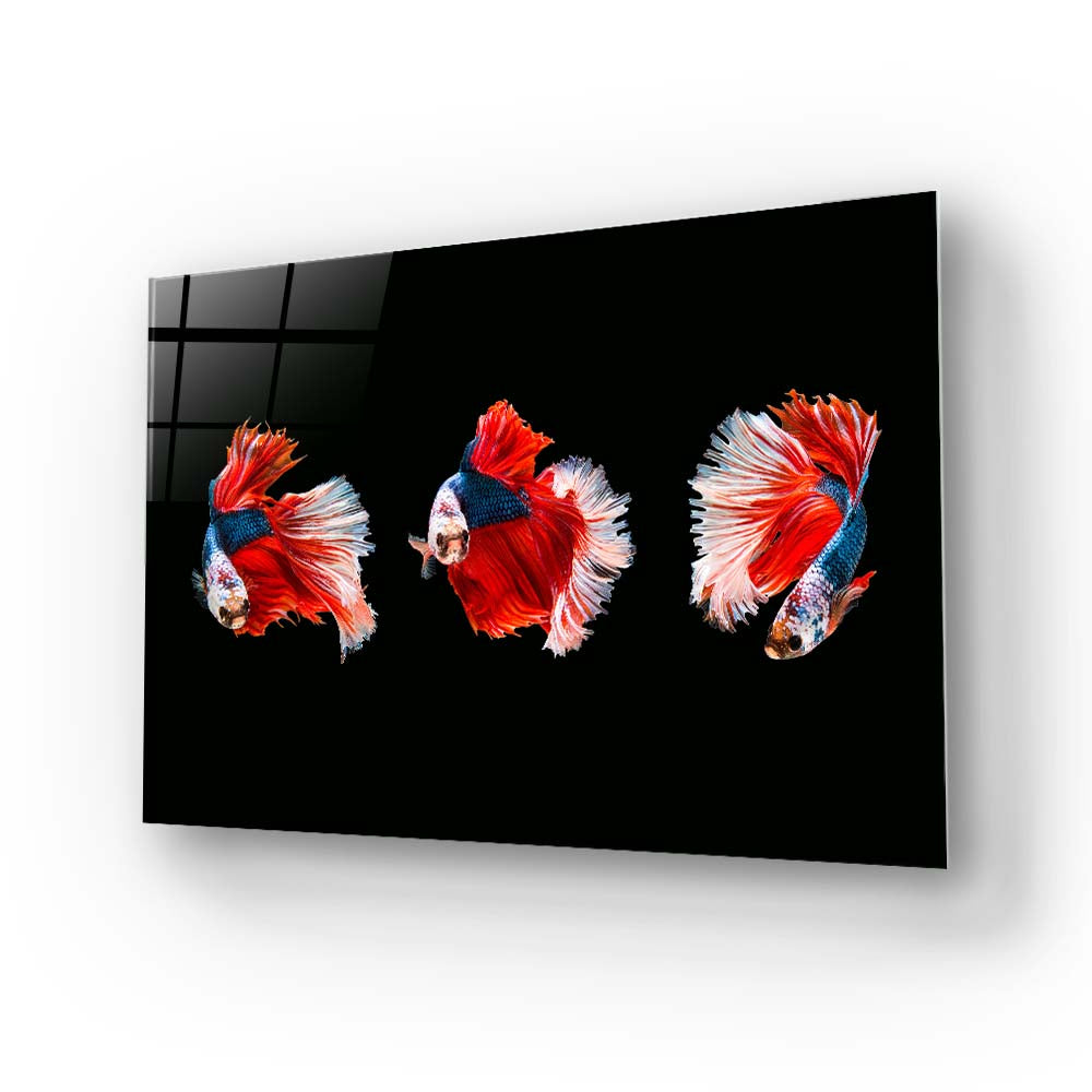 Halfmoon Beta Fish Glass Wall Art