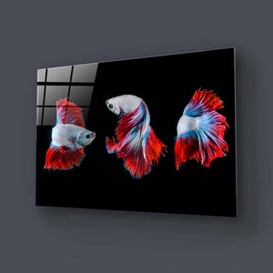 Halfmoon Betta Fish 2 Glass Wall Art