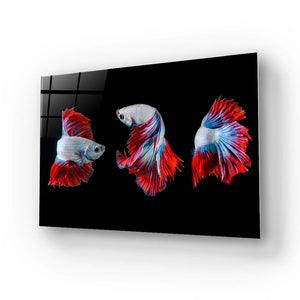 Halfmoon Betta Fish 2 Glass Wall Art