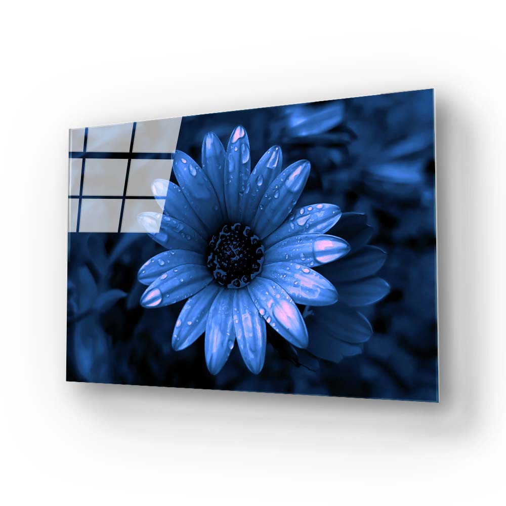 Blue Cape Daisy with Pink Droplets Glass Wall Art