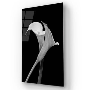 Calla Lily Black & White Photo Glass Wall Art