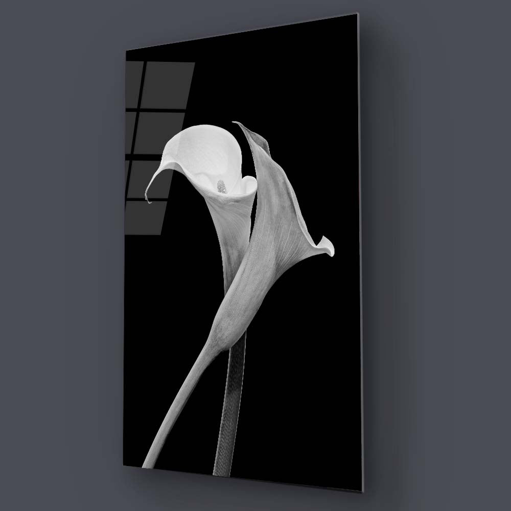 Calla Lily Black & White Photo Glass Wall Art