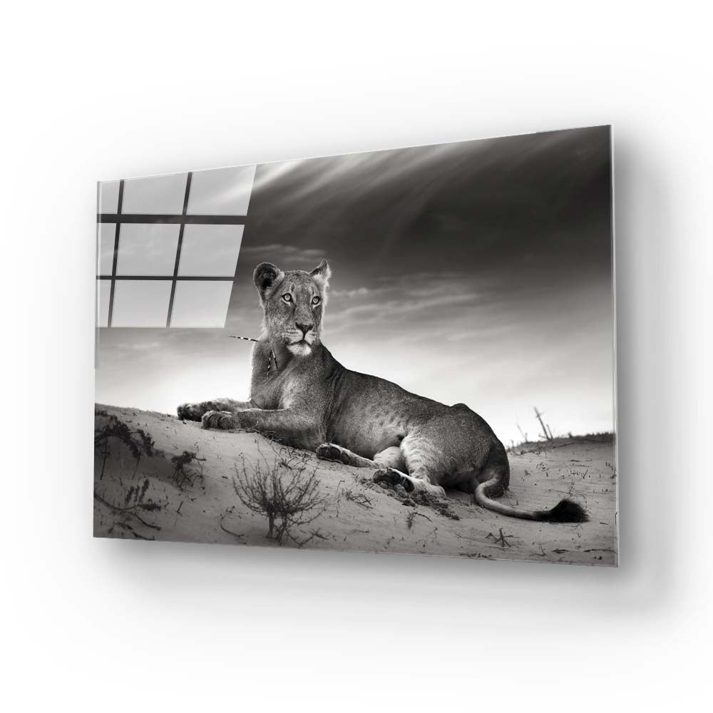 Lioness in the Desert Glass Wall Art