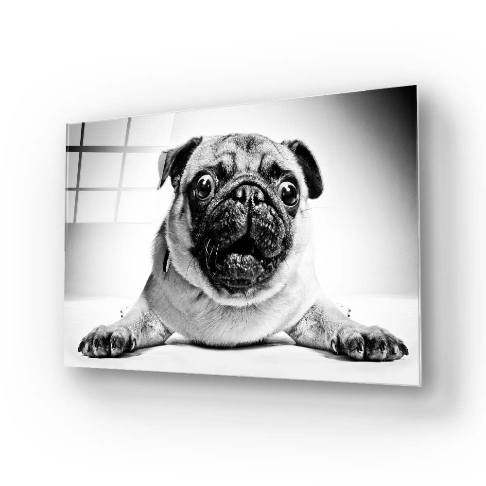 Playful Pug Black and White Glass Wall Art