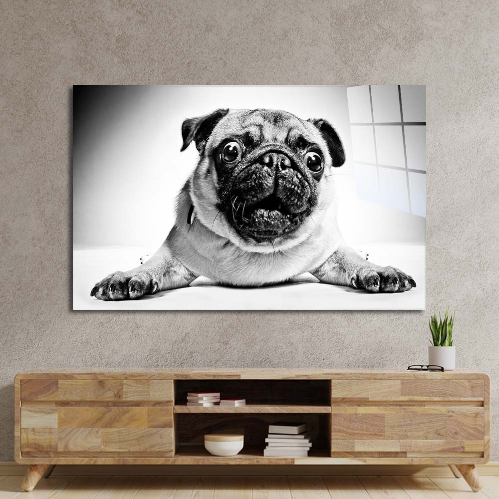 Playful Pug Black and White Glass Wall Art