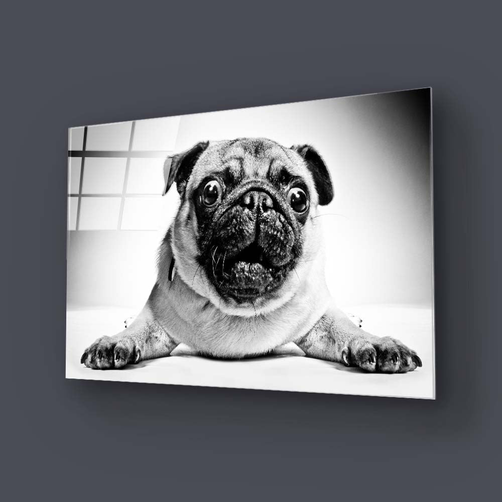 Playful Pug Black and White Glass Wall Art