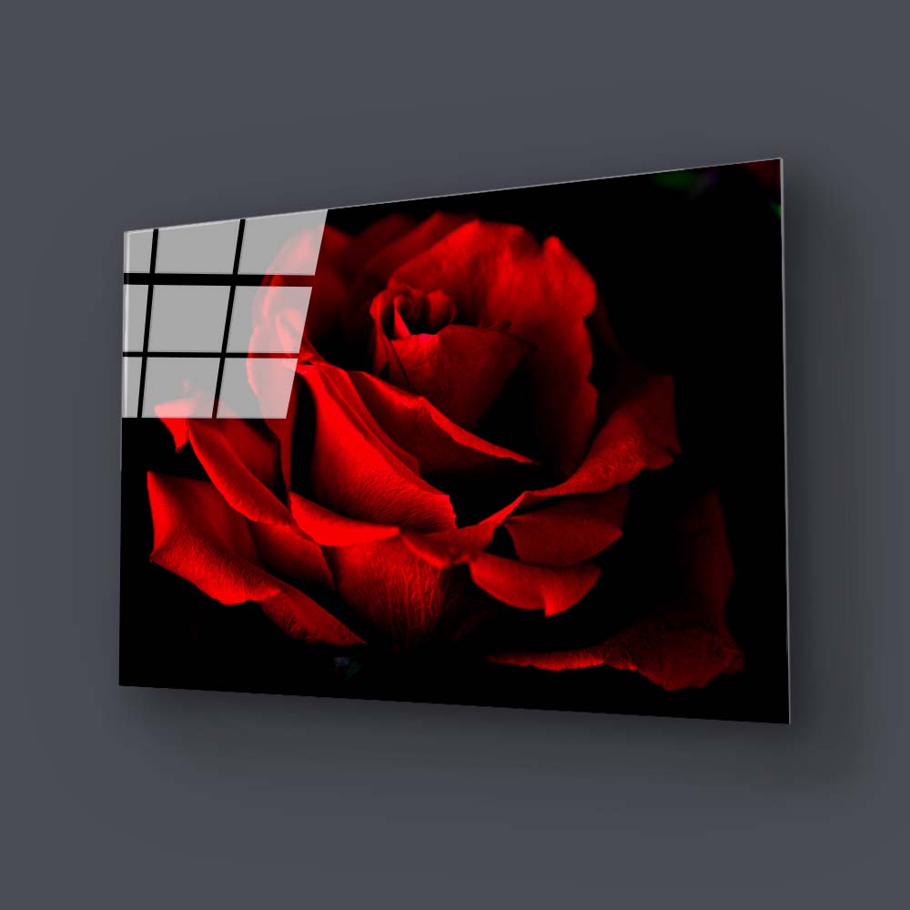 Red Rose with Black Background Glass Wall Art