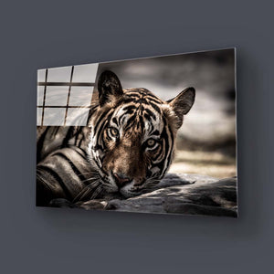 Sleepy Tiger Glass Wall Art