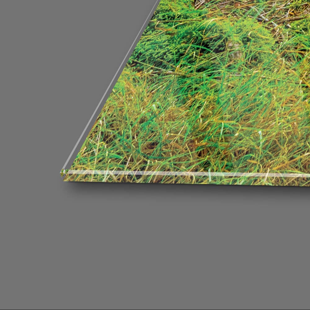 Sunshine in Forest Glass Wall Art