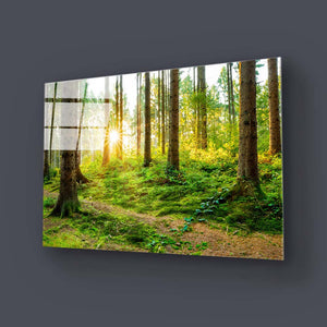 Sunshine in Forest Glass Wall Art