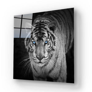 Tiger with Blue Eyes Glass Wall Art