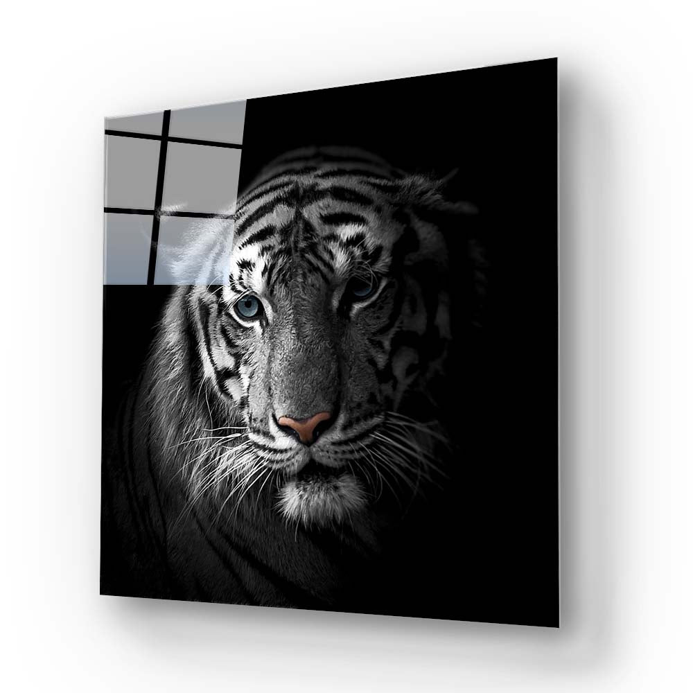 White Tiger in Spotlight Glass Wall Art