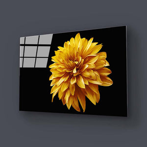 Yellow Chrysanthemum with Black Background Glass Wall Art