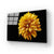 Yellow Chrysanthemum with Black Background Glass Wall Art
