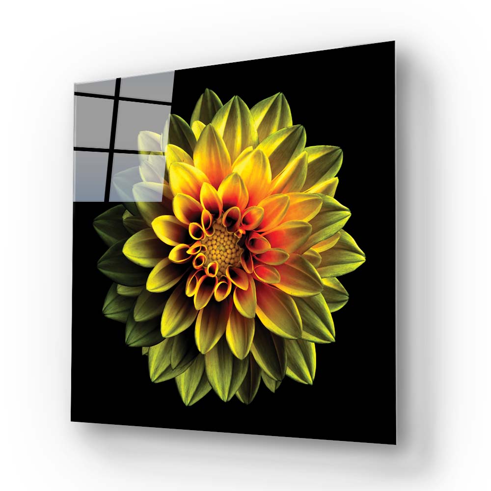 Yellow Dahlia Glass Wall Art