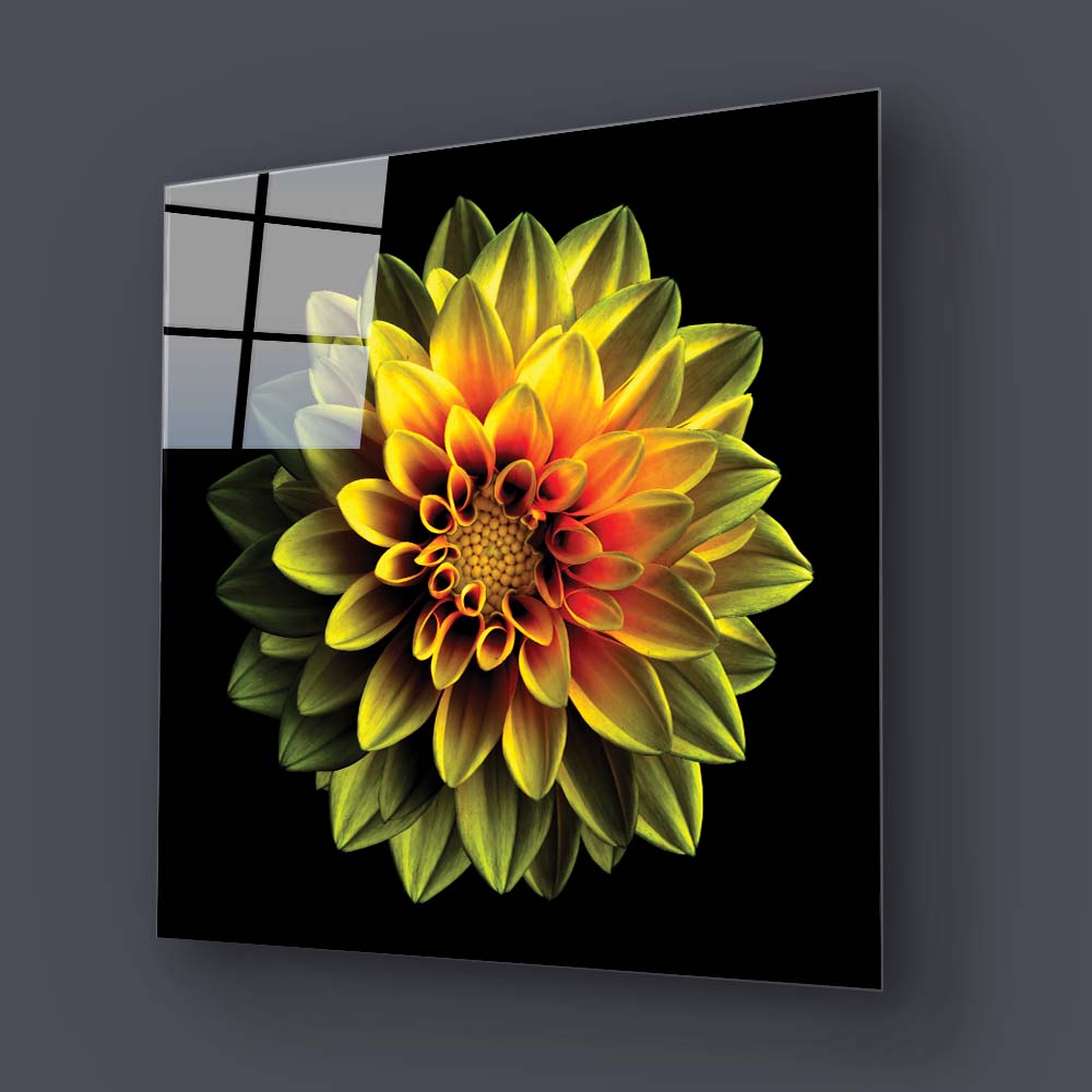 Yellow Dahlia Glass Wall Art