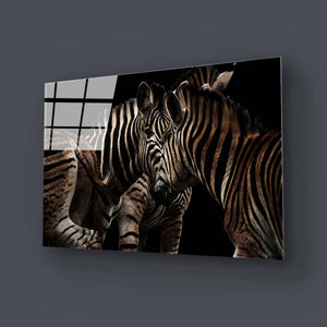 Zebra Family Close Up Black Background Glass Wall Art