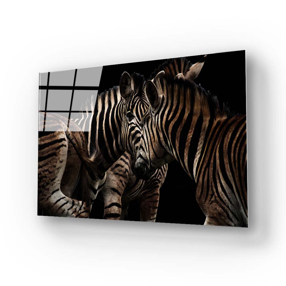 Zebra Family Close Up Black Background Glass Wall Art