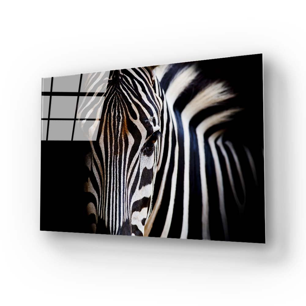Zebra Spotlight Black Background Glass Wall Art
